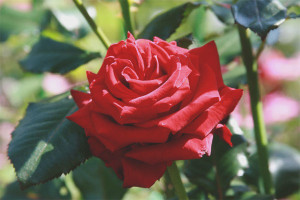 Hvordan dyrke en rose fra en snittblomst