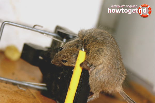 Perangkap tikus berbanding Tikus
