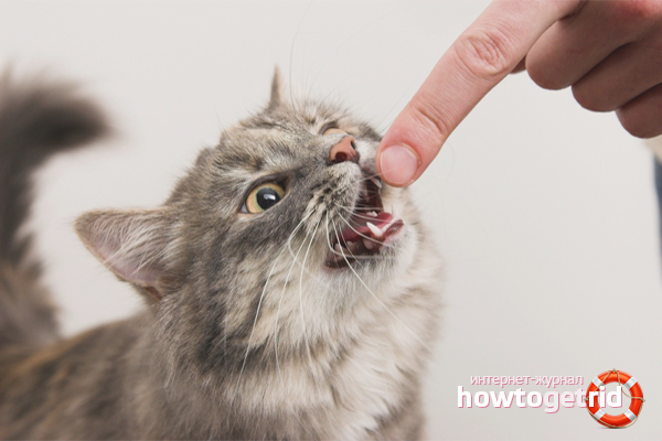 Cara menyapukan anak kucing untuk melepaskan cakar dan menggigit