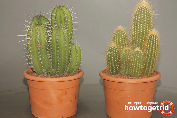 Kuinka hoitaa kaktus