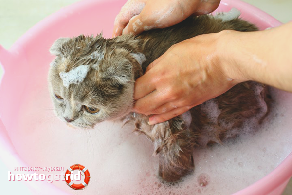 Blusu šampūns kaķiem