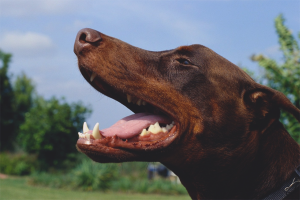Cara menghilangkan bau mulut anjing