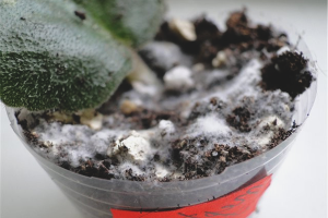 Hvordan bli kvitt mugg på frøplanter