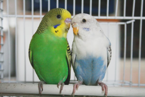 Come allevare i pappagallini