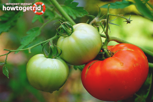 Kuinka nopeuttaa tomaattien kypsymistä