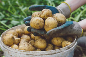 Hoe een goed aardappelgewas te kweken
