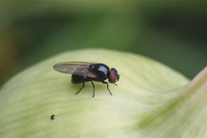 Cara menghilangkan lalat bawang di kebun