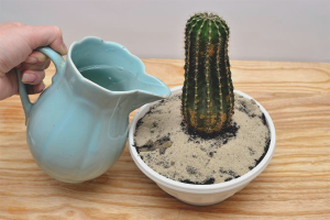 Kuinka kastella kaktus