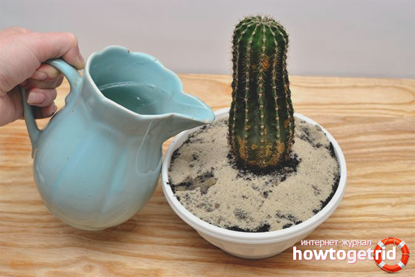 Kuinka kastella kaktus