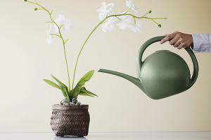 Hoe een orchidee water te geven
