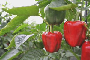 Hvordan dyrke paprika
