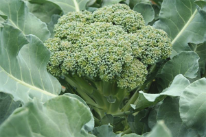 Hoe broccoli in de tuin te laten groeien