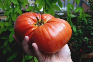 Hoe grote tomaten te laten groeien