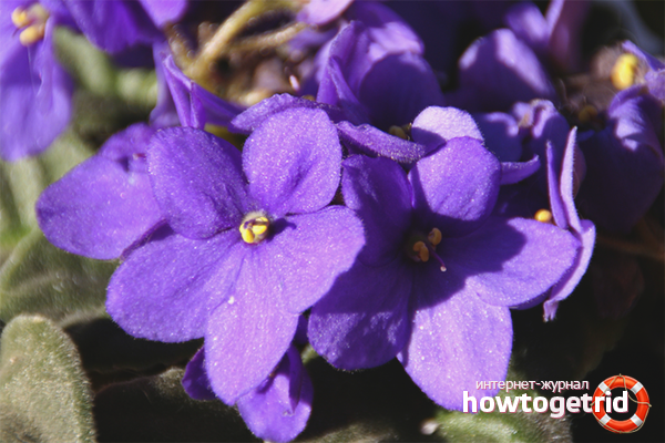 Sisä violetti kukkii