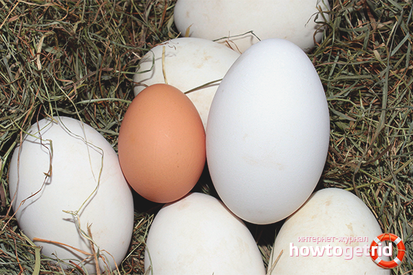 Selezione e conservazione delle uova d'oca