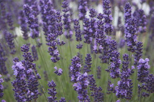 Medicinale eigenschappen en contra-indicaties van lavendel