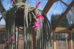 Aporocactus kweken en verzorgen