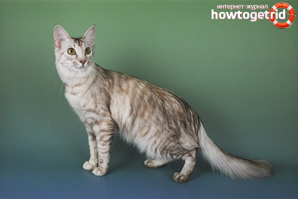 Mèo Java (javanese): mô tả về giống và tính cách
