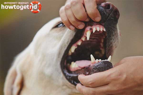Cara memahami sakit gigi anjing