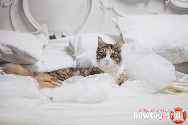 Mèo đi tiểu trên giường - tại sao và phải làm gì?