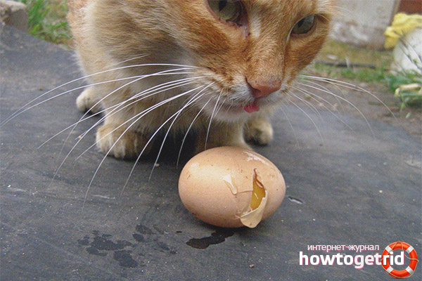 Bolehkah kucing diberi telur mentah?