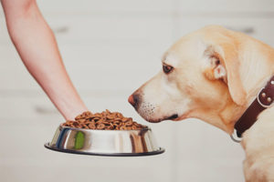 Waarom de hond geen droogvoer eet