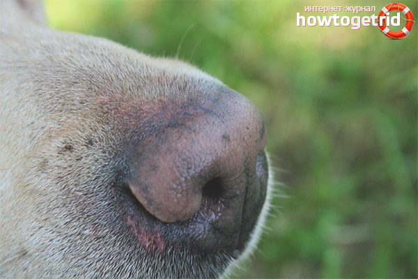 Melyik esetben a forró orr a kutya betegségét jelzi