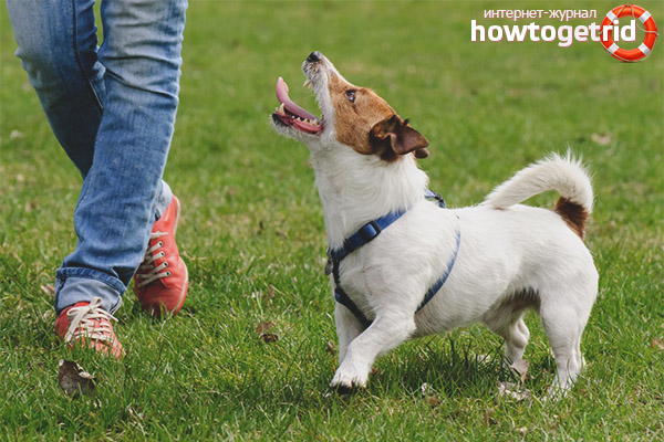 Come insegnare a un cane a camminare senza guinzaglio