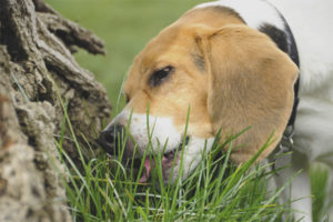 Il cane mangia l'erba all'aperto