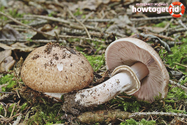 Cara membezakan champignon hutan dari spesies beracun