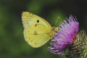 Citroengras vlinder
