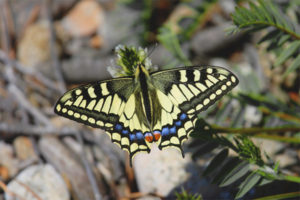 Swallowtail vlinder