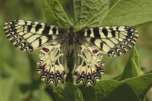 Polyxen Butterfly