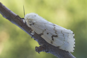 Zijderups vlinder