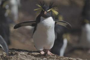 Penguin jambul