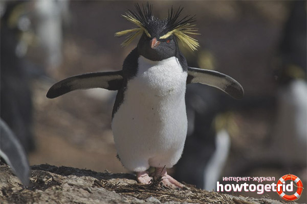 Meztelen pingvin