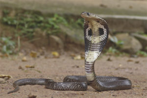 Spectacled Snake