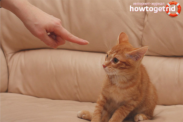 Cara menghukum kucing atau kucing