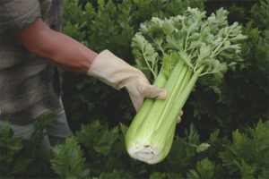 Češnjak celera