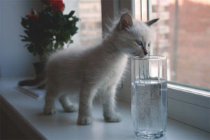 Il gattino non beve acqua