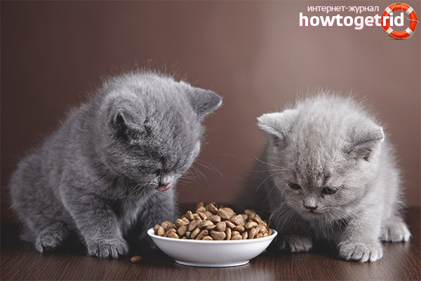 Nutrizione dei gattini