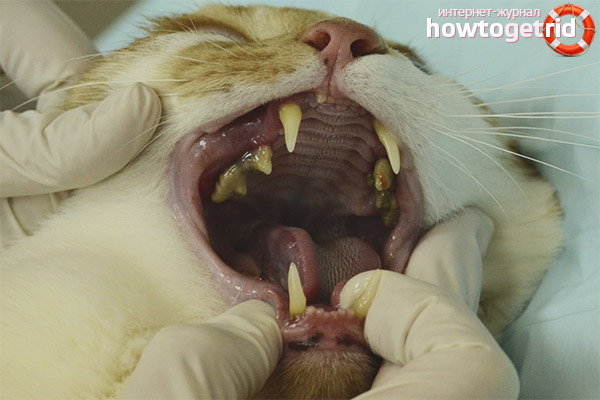 Mengapa kucing kehilangan gigi