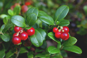 Wat zijn nuttige cranberrybladeren