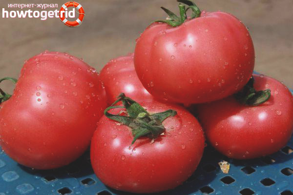 Büyüyen domates Pembe Claire F1