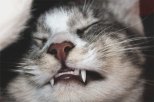 Kucing mengetap giginya