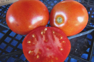 Tomaatti efemeeri