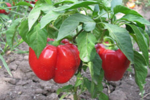 Rubin pepper